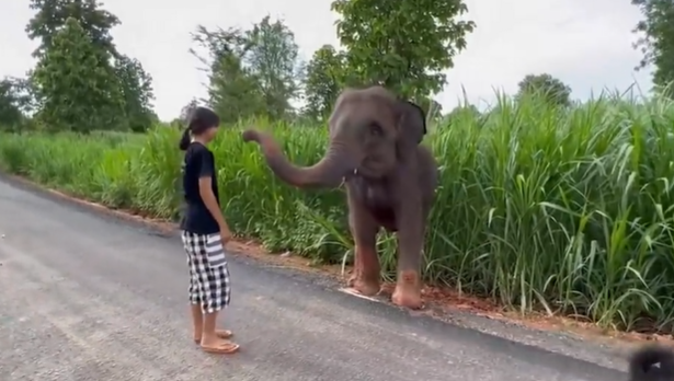 Chú voi tỏ vẻ biết ơn đối với người hùng của mình.