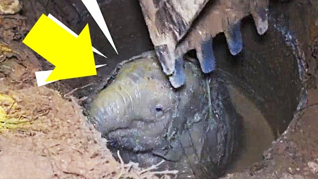 Hình ảnh chú voi con bị mắc kẹt dưới hố bê tông.