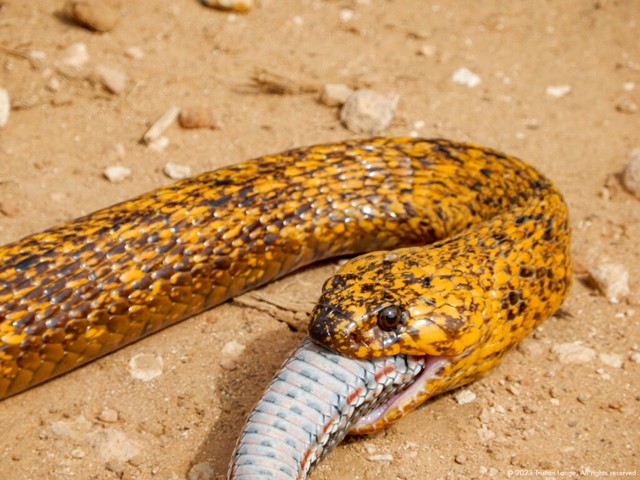 Hình ảnh rắn hổ mang nuốt gần hết đồng đội.