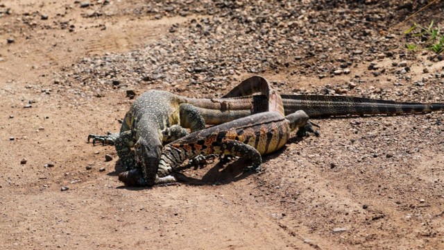 Cuộc chiến không cân sức. Cuộc chiến không cân sức.