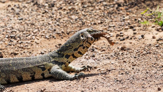 Chiến lợi phẩm của kẻ bắt nạt. Chiến lợi phẩm của kẻ bắt nạt.