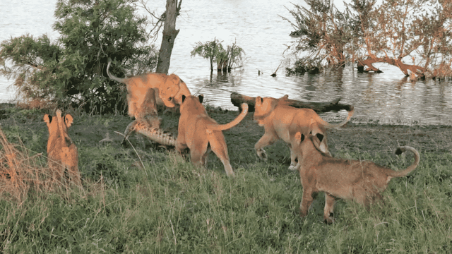 Thái độ trêu ghẹo của đàn sư tử đã khiến cá sấu nổi giận.