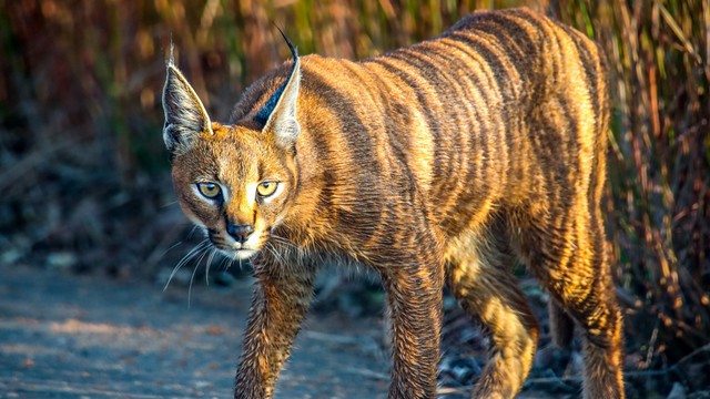 Mèo Caracal. Mèo Caracal.
