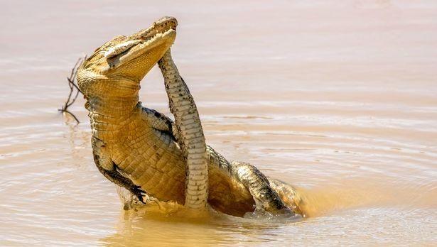 Vật trắng mà chị Rishani nhìn thấy từ xa thì ra là một con rắn Russell’s Pit Viper. Vật trắng mà chị Rishani nhìn thấy từ xa thì ra là một con rắn Russell’s Pit Viper.