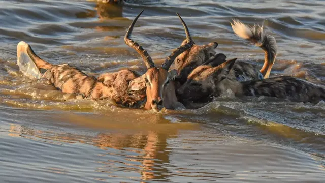 Con linh dương bị lùa bơi đến gần con đập. Con linh dương bị lùa bơi đến gần con đập.