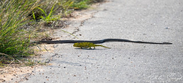 Con rắn bỏ vào trong bụi rậm khi thấy một chiếc xe chạy đến gần.