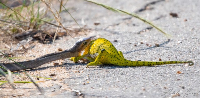 Tuy nhiên sau đó nó đã quay lại để tóm lấy con mồi.