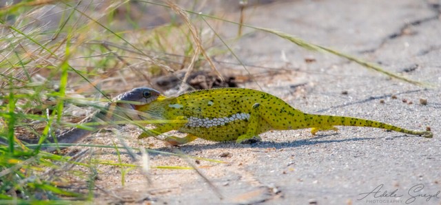 Và kéo con mồi vào trong bụi rậm cho tiện &quot;hành xử&quot;.