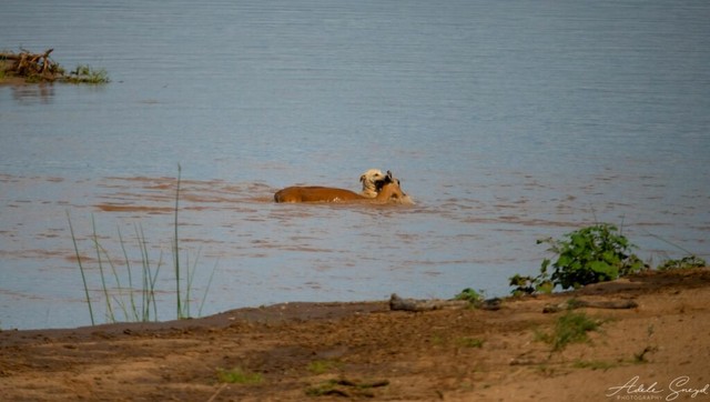 Đàn chó nhà truy đuổi linh dương impala xuống tận bờ sông. Ảnh: Adele Sneyd. Đàn chó nhà truy đuổi linh dương impala xuống tận bờ sông. Ảnh: Adele Sneyd.