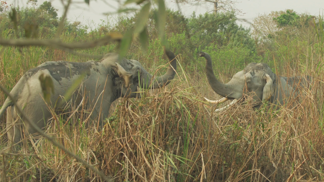 So với các loài voi khác, voi Ấn Độ có thân hình tương đối nhỏ con. So với các loài voi khác, voi Ấn Độ có thân hình tương đối nhỏ con.