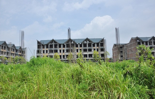 Kiếm trăm triệu nhờ nuôi trâu, thả bò… trong khu biệt thự bỏ hoang Kim Chung - Di Trạch ảnh 1