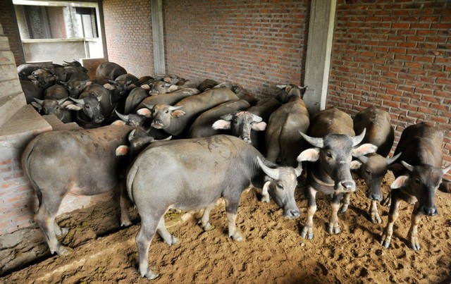 Kiếm trăm triệu nhờ nuôi trâu, thả bò… trong khu biệt thự bỏ hoang Kim Chung - Di Trạch ảnh 4