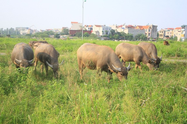 Kiếm trăm triệu nhờ nuôi trâu, thả bò… trong khu biệt thự bỏ hoang Kim Chung - Di Trạch ảnh 7