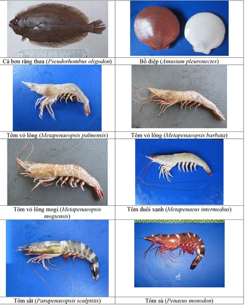 154 loại hải sản miền Trung khuyến cáo không nên ăn ảnh 9 154-hai-san-tang-day-thuong-gap-o-bien-4-tinh-mien-trung-1