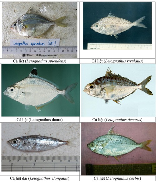 154 loại hải sản miền Trung khuyến cáo không nên ăn ảnh 12 154-hai-san-tang-day-thuong-gap-o-bien-4-tinh-mien-trung-4