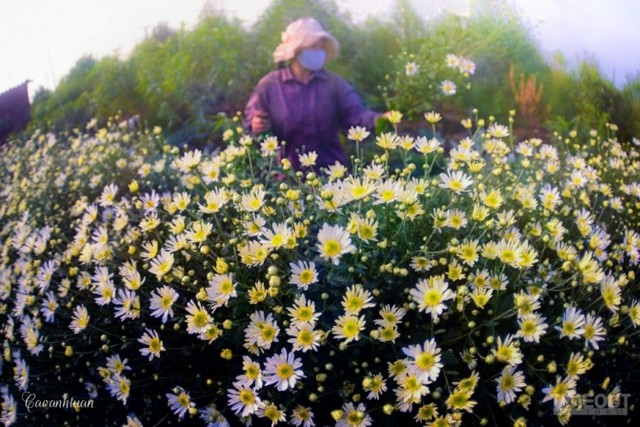 Bởi Hà Nội gợi thương, gợi nhớ nhất vào khoảng khắc giao mùa, lúc thời tiết đỏng đảnh với những ngày chợt nắng, chợt mưa, những ngày trời hanh hao bỗng chuyển sang xám xịt và se lạnh...Họa mi cũng bắt đầu khoe sắc từ đó. Cúc họa mi 'đón' mùa tinh khôi ảnh 6