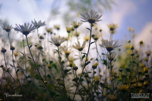 Không cần rực rỡ, kiêu sa, cúc họa mi có một vẻ đẹp dịu nhẹ và thuần khiết, giản đơn mà rất gần gũi, đời thường. Cúc họa mi 'đón' mùa tinh khôi ảnh 9