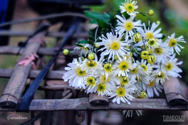 Những bông hoa nhỏ bé, trắng ngần, từ giữa tỏa ra như hình nan hoa quanh một nhụy vàng tươi, chụm đầu vào nhau khẽ rung rinh trong buổi sớm mai lành lạnh đẹp đến nao lòng người. Cúc họa mi 'đón' mùa tinh khôi ảnh 11