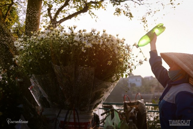 Cúc họa mi 'đón' mùa tinh khôi ảnh 12 Cúc họa mi 'đón' mùa tinh khôi ảnh 12