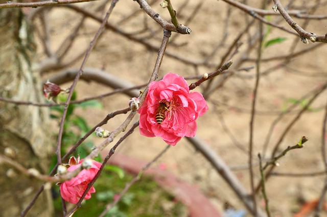 Người trồng đào lo mất Tết vì “mùa Đông không lạnh“ ảnh 10