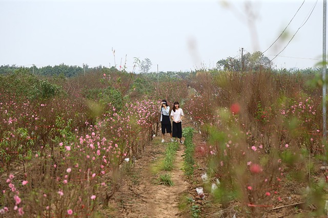 Người trồng đào lo mất Tết vì “mùa Đông không lạnh“ ảnh 11