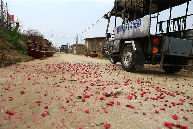 Người trồng đào lo mất Tết vì “mùa Đông không lạnh“ ảnh 12