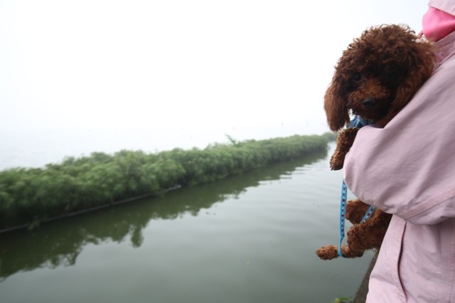 Người Hà Nội đội mưa rét xem đua thuyền rồng ảnh 7