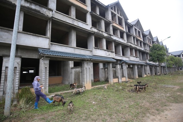 Dê, trâu tung tăng gặm cỏ, nghỉ ngơi trong biệt thự ảnh 3