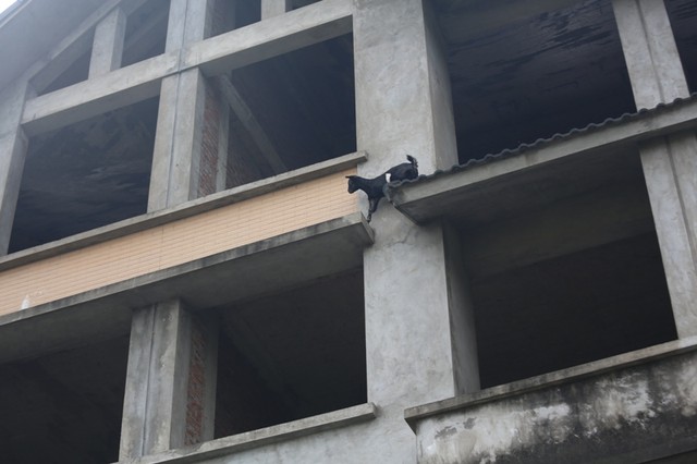 Dê, trâu tung tăng gặm cỏ, nghỉ ngơi trong biệt thự ảnh 7