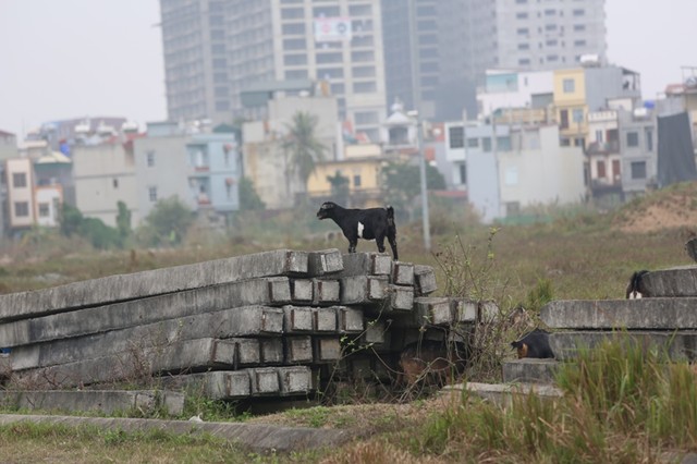 Dê, trâu tung tăng gặm cỏ, nghỉ ngơi trong biệt thự ảnh 5