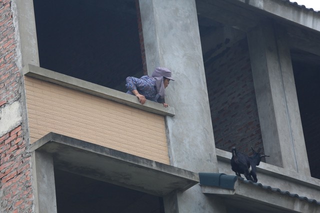 Dê, trâu tung tăng gặm cỏ, nghỉ ngơi trong biệt thự ảnh 8