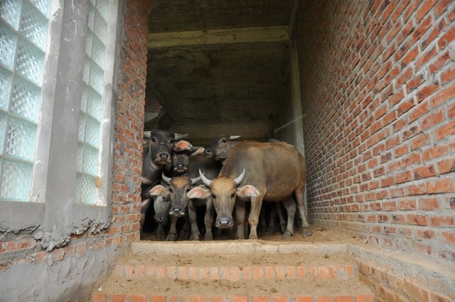 Dê, trâu tung tăng gặm cỏ, nghỉ ngơi trong biệt thự ảnh 9
