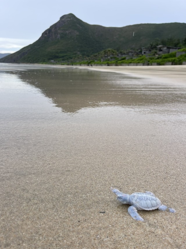 Chú rùa biển Blanche con đặc biệt.