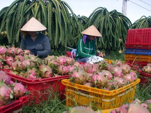 Những kỷ lục của ngành nông nghiệp Việt Nam ảnh 2 Những kỷ lục của ngành nông nghiệp Việt Nam ảnh 2