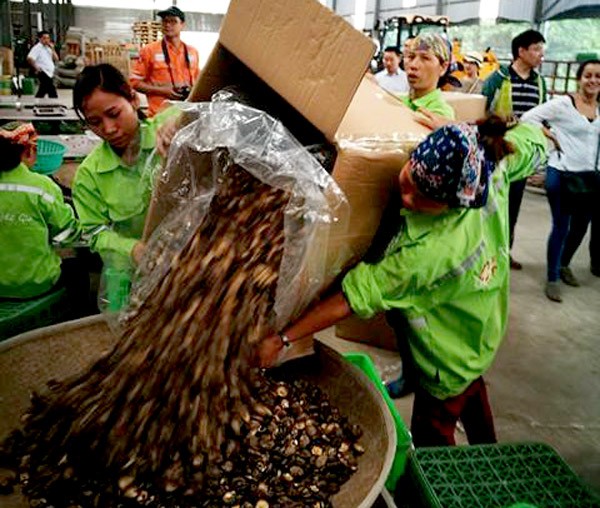 Vì sao Núi Pháo lại được coi là một “hình mẫu” để các đối tác quốc tế nghiên cứu và học hỏi? ảnh 13 Vì sao Núi Pháo lại được coi là một “hình mẫu” để các đối tác quốc tế nghiên cứu và học hỏi? ảnh 13