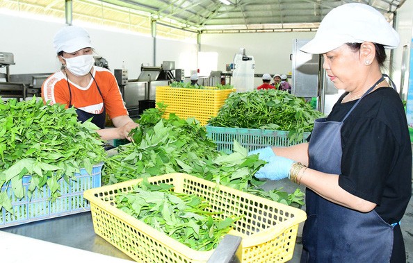 Thanh tra Bộ Nội vụ vào cuộc vụ Vinamit lo nông trại đạt chuẩn quốc tế bị xóa sổ làm khu dân cư ảnh 2 Thanh tra Bộ Nội vụ vào cuộc vụ Vinamit lo nông trại đạt chuẩn quốc tế bị xóa sổ làm khu dân cư ảnh 2