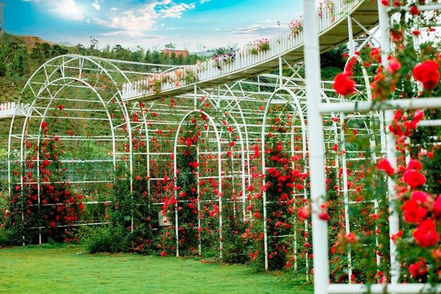 Sa Pa là một trong những vùng đất hiếm hoi được thiên nhiên ưu đãi 12 mùa hoa đẹp tuyệt sắc. Sa Pa là một trong những vùng đất hiếm hoi được thiên nhiên ưu đãi 12 mùa hoa đẹp tuyệt sắc.