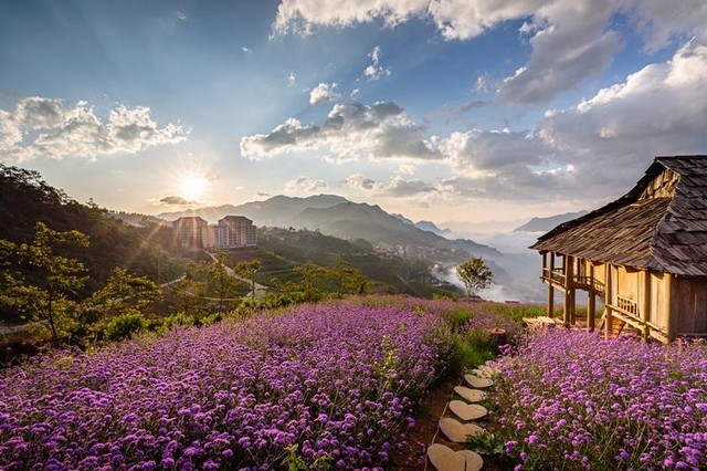 Loài hoa này vốn có nguồn gốc từ Canada kéo dài về phía nam tới miền nam Chile, nhưng đã được được gieo trồng và thuần hoá bởi những người yêu hoa của KDL, để tạo nên một mùa hoa tím quá đỗi lãng mạn cho núi rừng Fansipan. Loài hoa này vốn có nguồn gốc từ Canada kéo dài về phía nam tới miền nam Chile, nhưng đã được được gieo trồng và thuần hoá bởi những người yêu hoa của KDL, để tạo nên một mùa hoa tím quá đỗi lãng mạn cho núi rừng Fansipan.