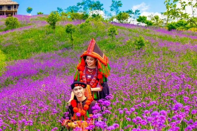 Đồi hoa năm nay tiếp tục được mở rộng gấp đôi, lên tới gần 15 ha, chia thành từng luống hoa có các cao độ khác nhau trải dọc theo triền đồi, hình thành nên một ruộng bậc thang màu tím độc nhất vô nhị của miền Tây Bắc. Đồi hoa năm nay tiếp tục được mở rộng gấp đôi, lên tới gần 15 ha, chia thành từng luống hoa có các cao độ khác nhau trải dọc theo triền đồi, hình thành nên một ruộng bậc thang màu tím độc nhất vô nhị của miền Tây Bắc.