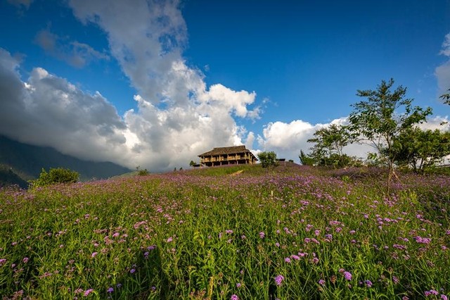 Giữa áng mây tím bồng bềnh ấy, những căn nhà sàn dân tộc, những chiếc xích đu Tây Bắc cùng sương mây đã hoàn thiện nên một khung cảnh ngọt và tình đến say lòng lữ khách. Giữa áng mây tím bồng bềnh ấy, những căn nhà sàn dân tộc, những chiếc xích đu Tây Bắc cùng sương mây đã hoàn thiện nên một khung cảnh ngọt và tình đến say lòng lữ khách.