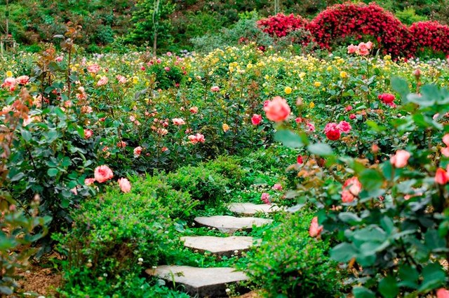 Giữa ánh nắng ấm mềm, long lanh quyện trong tiết trời mát dịu chỉ 20-22 độ, hàng triệu bông hồng đang đồng loạt nở rộ tại thung lũng hoa hồng lớn nhất Việt Nam, ướp hương ngây ngất cả một vùng. Năm nay, khu du lịch quy hoạch lại diện tích trồng hoa trong thung lũng, tạo nên những triền đồi ngút tầm mắt chỉ toàn thấy hoa hồng. Giữa ánh nắng ấm mềm, long lanh quyện trong tiết trời mát dịu chỉ 20-22 độ, hàng triệu bông hồng đang đồng loạt nở rộ tại thung lũng hoa hồng lớn nhất Việt Nam, ướp hương ngây ngất cả một vùng. Năm nay, khu du lịch quy hoạch lại diện tích trồng hoa trong thung lũng, tạo nên những triền đồi ngút tầm mắt chỉ toàn thấy hoa hồng.