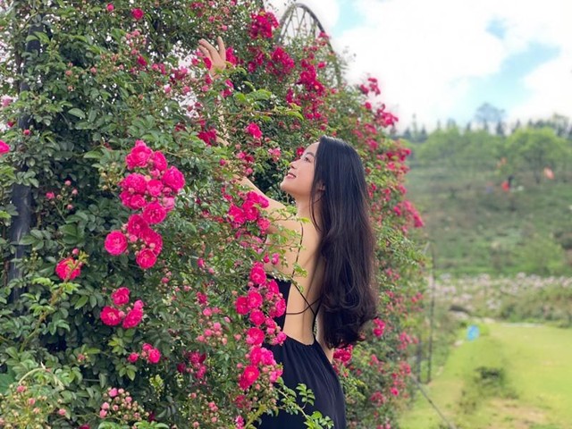 Dưới thung lũng là cả trăm vòm hồng leo đỏ rực như lửa cháy, nối tiếp nhau tạo nên những con đường hoa hồng lung linh không khác gì những khung hình đầy mê hoặc của vườn hồng bên trời Âu. Các giống hồng ngoại như Juliet, Mon Coeur, Red Apple…được trồng 3 năm trước nay đã quen với thổ nhưỡng, khí hậu, cây cao vọt, cành lá mập mạp, hoa to phủ cả lòng bàn tay, sẵn sàng làm xiêu lòng bất cứ ai. Dưới thung lũng là cả trăm vòm hồng leo đỏ rực như lửa cháy, nối tiếp nhau tạo nên những con đường hoa hồng lung linh không khác gì những khung hình đầy mê hoặc của vườn hồng bên trời Âu. Các giống hồng ngoại như Juliet, Mon Coeur, Red Apple…được trồng 3 năm trước nay đã quen với thổ nhưỡng, khí hậu, cây cao vọt, cành lá mập mạp, hoa to phủ cả lòng bàn tay, sẵn sàng làm xiêu lòng bất cứ ai.