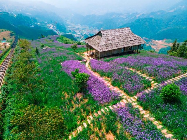 Không chỉ có hoa hồng, trong 3 năm trở lại đây, Sun World Fansipan Legend còn nổi lên như một điểm đến của những triền đồi tím biếc sắc hoa mã tiền thảo. Không chỉ có hoa hồng, trong 3 năm trở lại đây, Sun World Fansipan Legend còn nổi lên như một điểm đến của những triền đồi tím biếc sắc hoa mã tiền thảo.