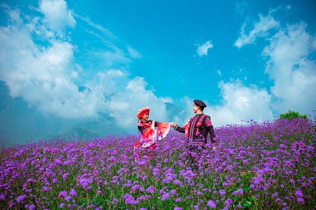 Mã tiền thảo tại Fansipan là loài cây thân thảo, hoa nhỏ thành từng chùm màu tím, hương thơm nhè nhẹ. Mã tiền thảo tại Fansipan là loài cây thân thảo, hoa nhỏ thành từng chùm màu tím, hương thơm nhè nhẹ.