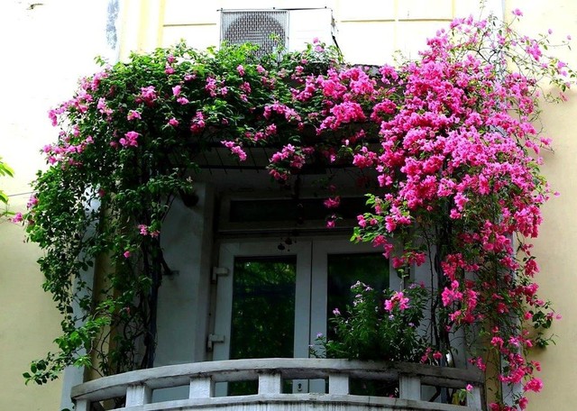 Cây hoa giấy điểm tô cho những khung cửa thêm thơ mộng, lòng người lại cảm thấy nhẹ nhàng, yên bình và thanh thản. Cây hoa giấy điểm tô cho những khung cửa thêm thơ mộng, lòng người lại cảm thấy nhẹ nhàng, yên bình và thanh thản.