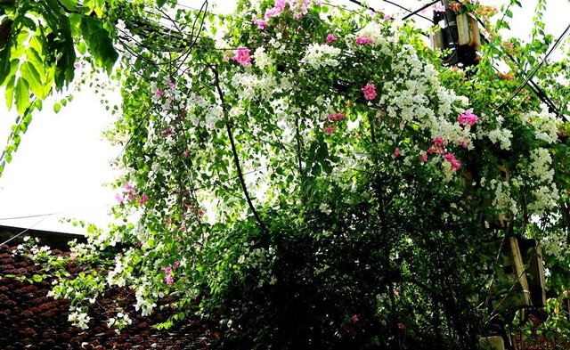 Hoa giấy leo nhanh, dễ trồng và chăm sóc, hoa sai và có nhiều loại màu sắc, tượng trưng cho một tình yêu chân thành, mộc mạc, giản dị, đơn sơ. Hoa giấy leo nhanh, dễ trồng và chăm sóc, hoa sai và có nhiều loại màu sắc, tượng trưng cho một tình yêu chân thành, mộc mạc, giản dị, đơn sơ.