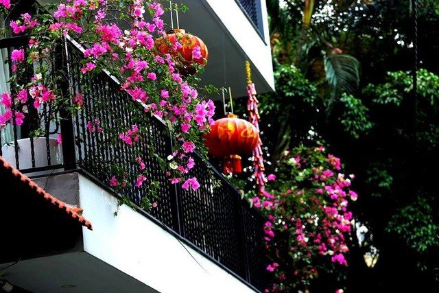 Ở Hà Nội, không khó để có thể bắt gặp hoa giấy. Ở Hà Nội, không khó để có thể bắt gặp hoa giấy.