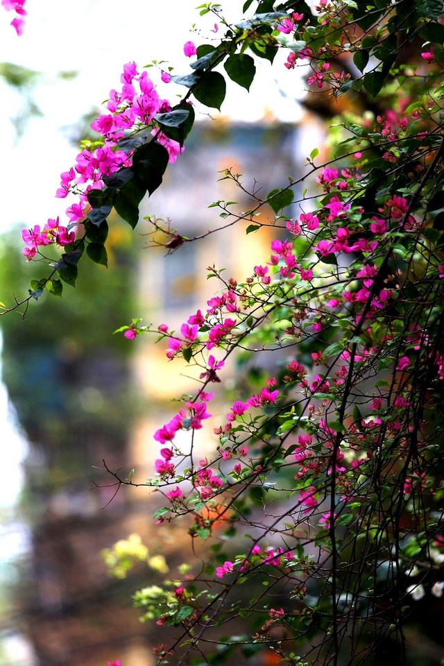 Cảnh vật xung quanh nhờ thế cũng trở nên nhẹ nhàng và lãng mạn hơn. Cảnh vật xung quanh nhờ thế cũng trở nên nhẹ nhàng và lãng mạn hơn.