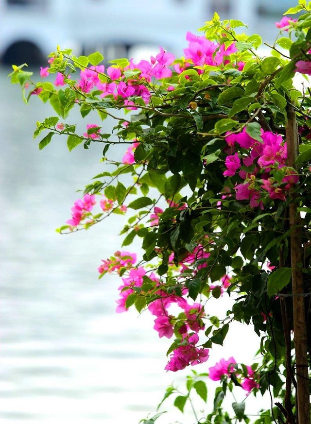 Loại cây thích hợp với khí hậu nhiệt đới và cho hoa quanh năm. Loại cây thích hợp với khí hậu nhiệt đới và cho hoa quanh năm.