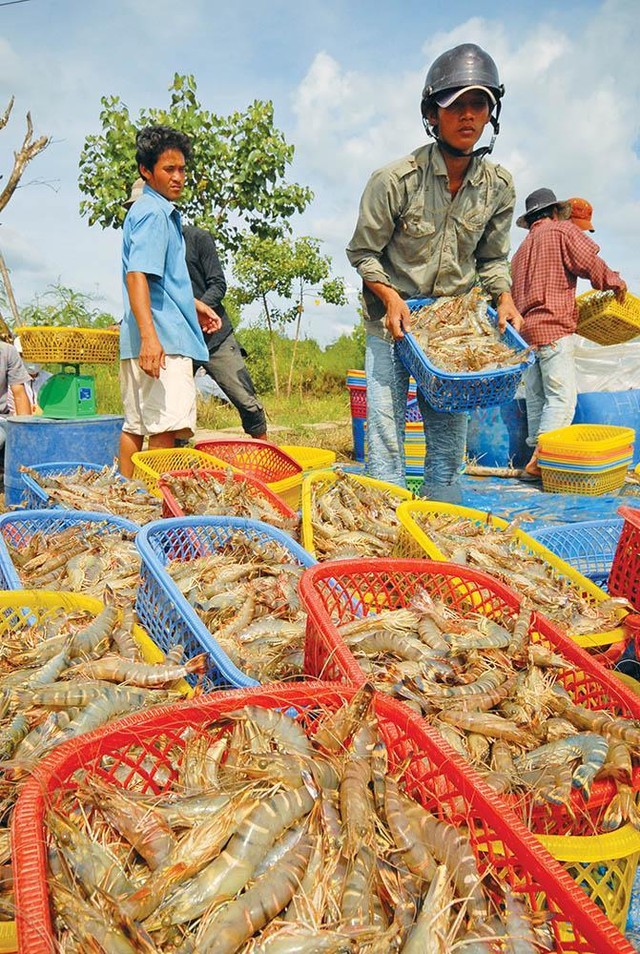 Thủy sản là mặt hàng xuất khẩu quan trọng của Bạc Liêu Thủy sản là mặt hàng xuất khẩu quan trọng của Bạc Liêu